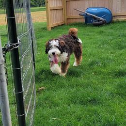 Mia - Bernedoodle