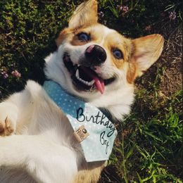 American Corgis and Pembroke Welsh Corgis from The Adirondack Corgi