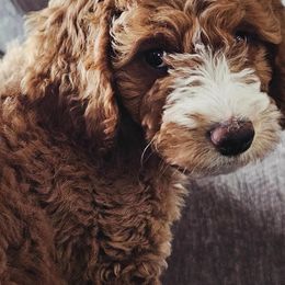 Aussiedoodles and Goldendoodles from Kay Kay’s Poodles & Doodles