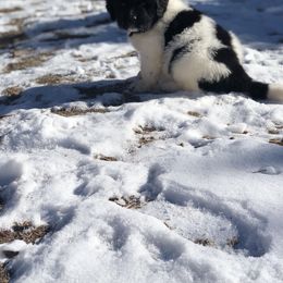 Newfoundland Puppies from Bookcliff Newfies