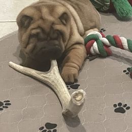 Chinese Shar-Pei Puppies from Sunspire Shar-Pei