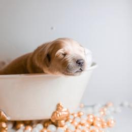 Golden Retriever Puppies from UnrivaledGoldens