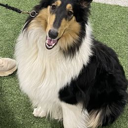 Onyx - Collie