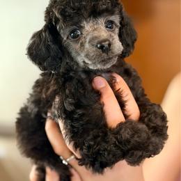 Elsie - Silver female Poodle puppy in Flagstaff, Arizona from Fido Dei Poodles