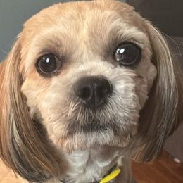 Lhasa Apsos and Shih Tzus from The Ruff Life Tribe