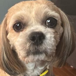 Lhasa Apsos and Shih Tzus from The Ruff Life Tribe