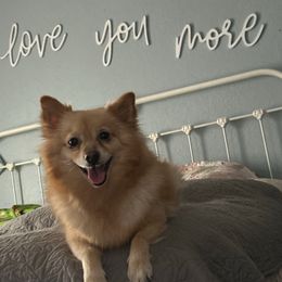 Roxy - Pomeranian