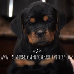 Puppy 7 - Black and mahogany female Rottweiler puppy in Houston, Texas from Haus Der Grossen Pfoten Rottweilers