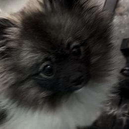 Pomeranians from Lisa's Pomeranians