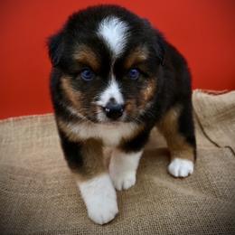 Belgian Malinois and Miniature American Shepherd Puppies from Raindance Ranch