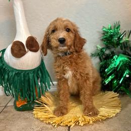 Blaze - Male - Red  male Goldendoodle puppy in Peoria, Arizona from Wroth's Pawsibilities