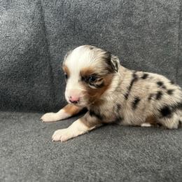 Iris - Blue merle female Miniature Australian Shepherd puppy in Mill Spring, North Carolina from Adair Acres Aussies