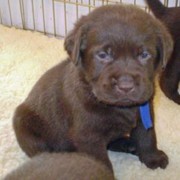 Labrador Retriever Puppies from Lorlyn Labradors