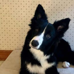 Border Collies from Epic Borders