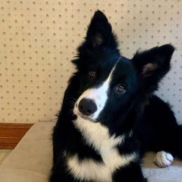 Border Collies from Epic Borders