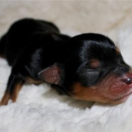 Rein - Black tri-color female Aussiedoodle puppy in Foxworth, Mississippi from Ten Mile Aussies
