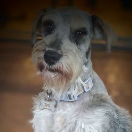 Koda - Miniature Schnauzer