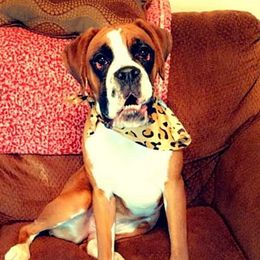 Charlotte - Boxer