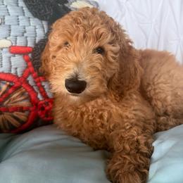 Alexi -Girl 2 (orange collar) - Apricot female Goldendoodle puppy in Auburn, Indiana from Cooper’s Doodles