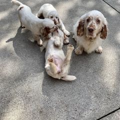 Clumber Spaniel Puppies from Rainsway Clumber Spaniels