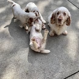 Clumber Spaniel Puppies from Rainsway Clumber Spaniels
