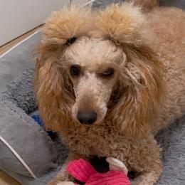 Chanel - Goldendoodle