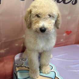 Noel - Apricot male Poodle puppy in Mobile, Alabama from Semmy’s Standard Poodle LLC