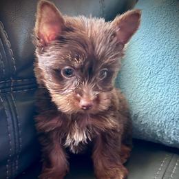 Fudge - Chocolate and tan male Yorkshire Terrier puppy in Ocala, Florida from Top Notch Pupz