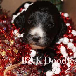 North - Bernedoodle puppy from B&K Doodles, LLC