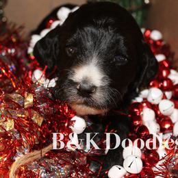 North - Bernedoodle puppy from B&K Doodles, LLC