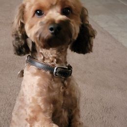 Kolbi - Cockapoo
