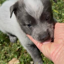 Boy 1 - Blue male Australian Cattle Dog puppy in Morton, Mississippi from Heart K Kennels