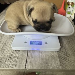 French Bulldog Puppies from Emotional Support Babies