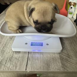 French Bulldog Puppies from Emotional Support Babies