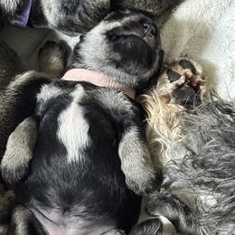 Girl 1 - Salt and pepper female Miniature Schnauzer puppy in Bullard, Texas from Black Gold Miniature Schnauzers