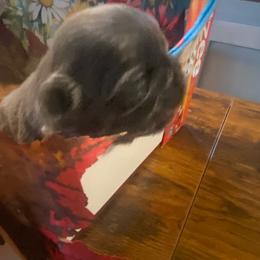 Blaze - Blue male Shih Tzu puppy in Wyoming, Michigan from Shih Tzu Shenanigans