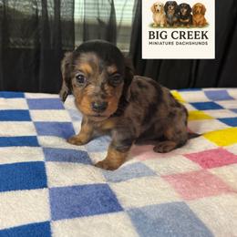 Fancy - Dapple female Dachshund puppy in Durant, Oklahoma from Big Creek Mini Dachshund