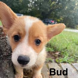 Bud - Sable male Pembroke Welsh Corgi puppy in Apison, Tennessee from Ashmore Corgis