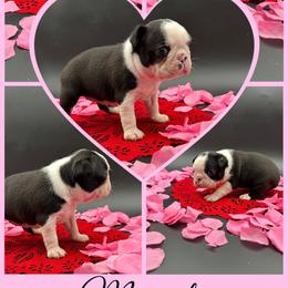 Magnolia - Seal and white female Boston Terrier puppy in Jacksonville, Florida from Trail’s End Boston Terriers