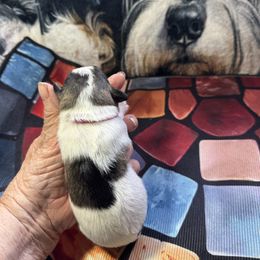 Patches - Parti female Miniature Schnauzer puppy in Comanche, Texas from Circle R