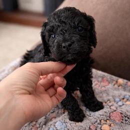 Atlas - Black male Cavapoo puppy in Battle Lake, Minnesota from Panda Puppies