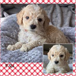 Girl 7- Red - Apricot female Goldendoodle puppy in Ankeny, Iowa from Iowadoodles2love