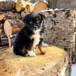 Miniature American Shepherd and Miniature Australian Shepherd Puppies from Sugartop Minis