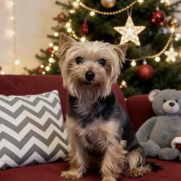 Belle - Yorkshire Terrier