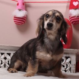 Grace - Dachshund