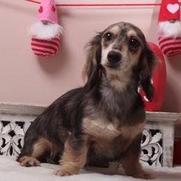 Grace - Dachshund