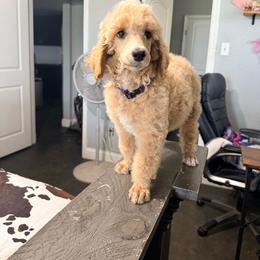 Purple girl - Cream female Poodle puppy in Joshua, Texas from Double R Poodles