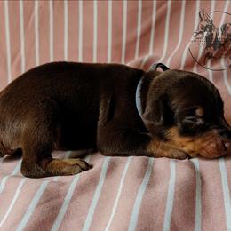 Male 4 - Latte X Rogue - Red and rust male Doberman Pinscher puppy in Spencer, Indiana from Jackson's Dobermans