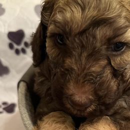 Poodles from Burning Ring of Fire Breeding & Studding