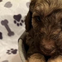 Poodles from Burning Ring of Fire Breeding & Studding